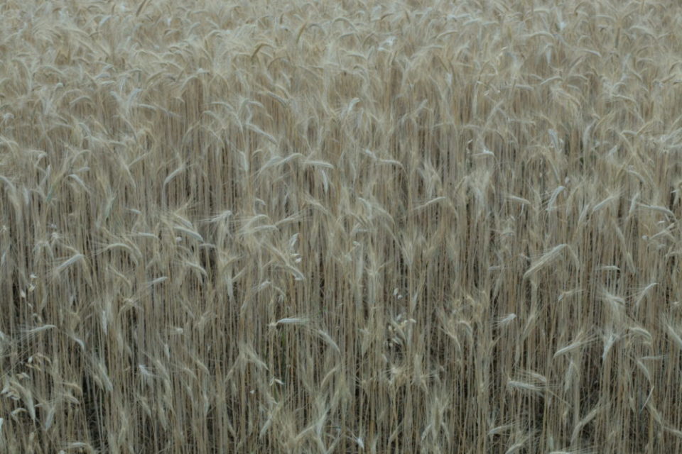 campo di grano