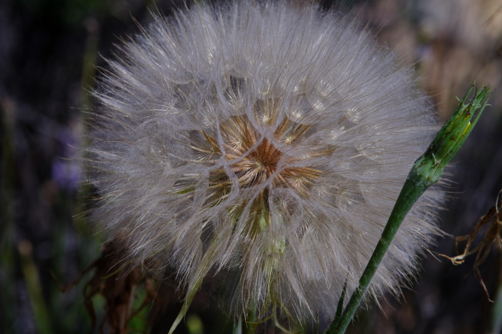 fiore dente di leone